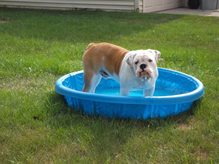 The perfect size: Mack loves his kiddie pool!
