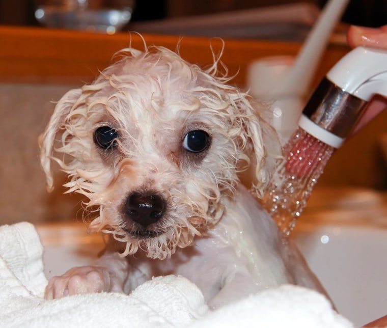 Wide-eyed and wet: Apple's first bath.
