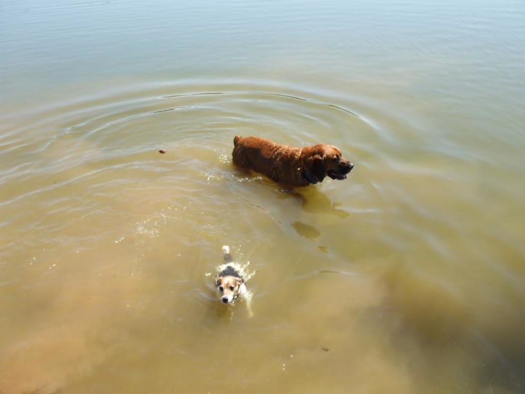 Jasper has fun swimming at the lake with Willie.