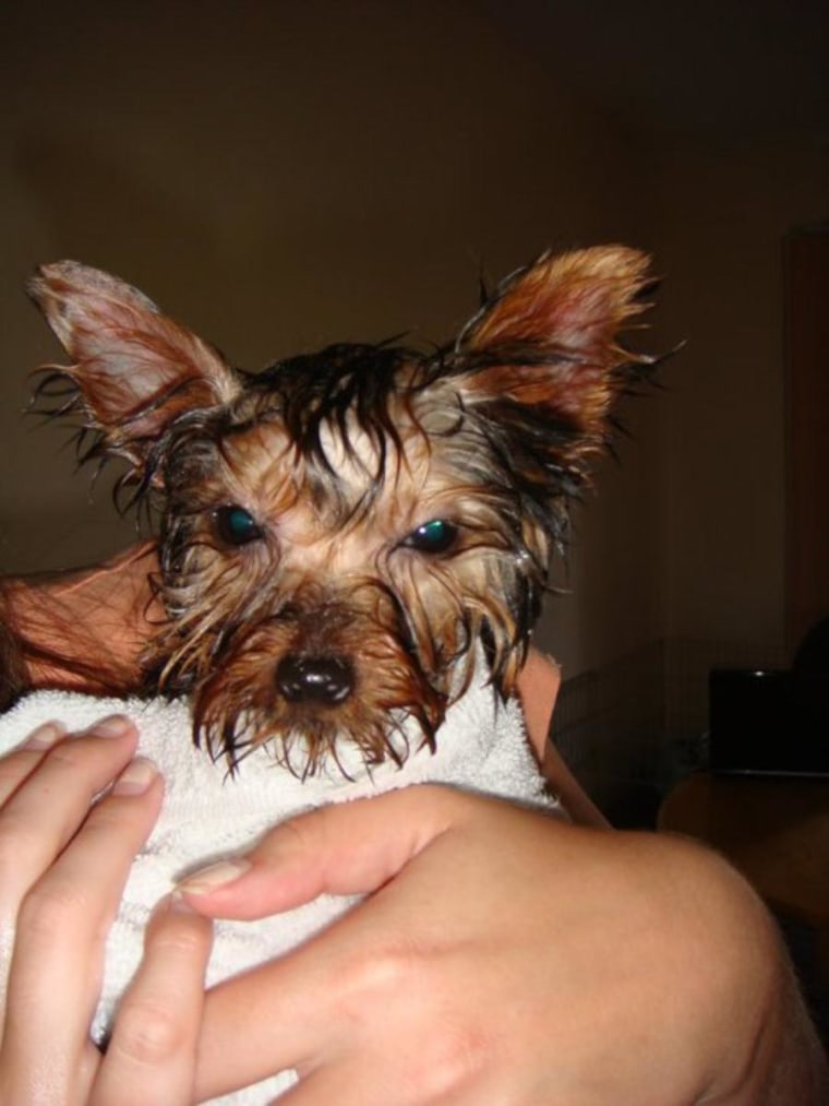 Mordecai (obviously planning revenge) isn't happy after this bath.