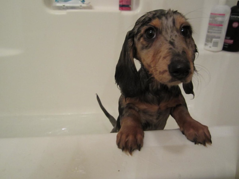 Why are you doing this to me? Jixer is ready to get out of the bathtub.