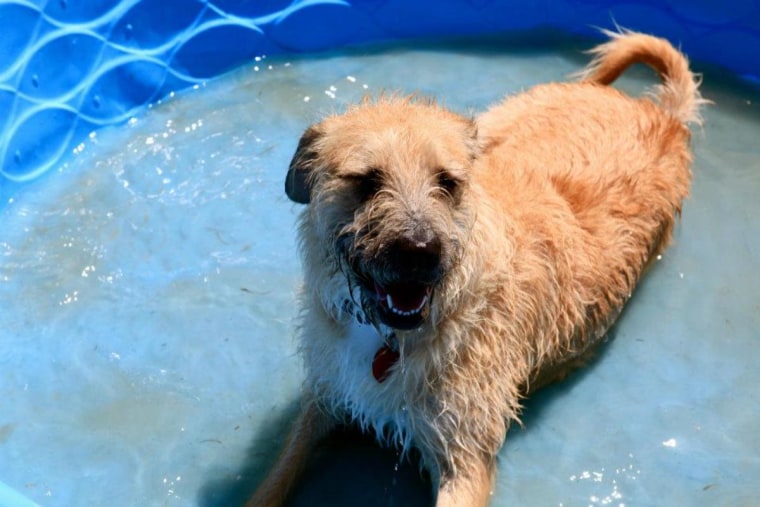 Annie cools down in the pool.