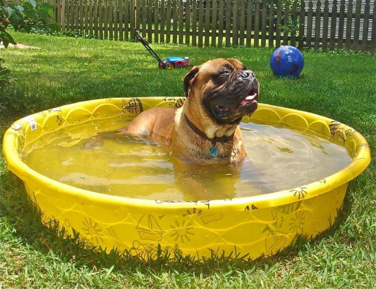 Porterhouse loves his kiddie pool!