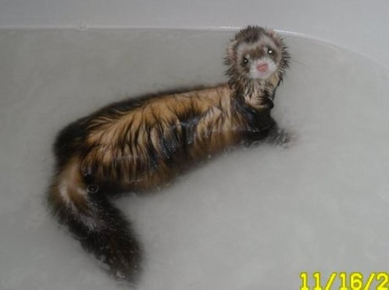 Ferreting out trouble: Barrell gets clean in the tub.