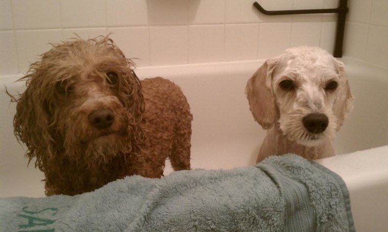 Rub-a-dub-dub, two pups in a tub! Rusty and Scout take a bath.
