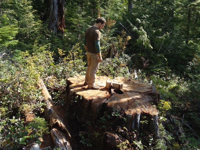 800-year-old tree at Vancouver Island park falls to illegal loggers