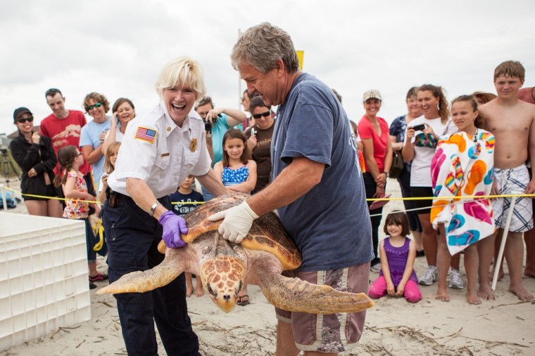 Volunteers from the South Carolina Aquarium release a rehabilitated Loggerhead Sea Turtles on Friday in Isle of Palms, South Carolina. The turtle was one of two that were rescued and nursed back to health by the sea turtle hospital at the aquarium.