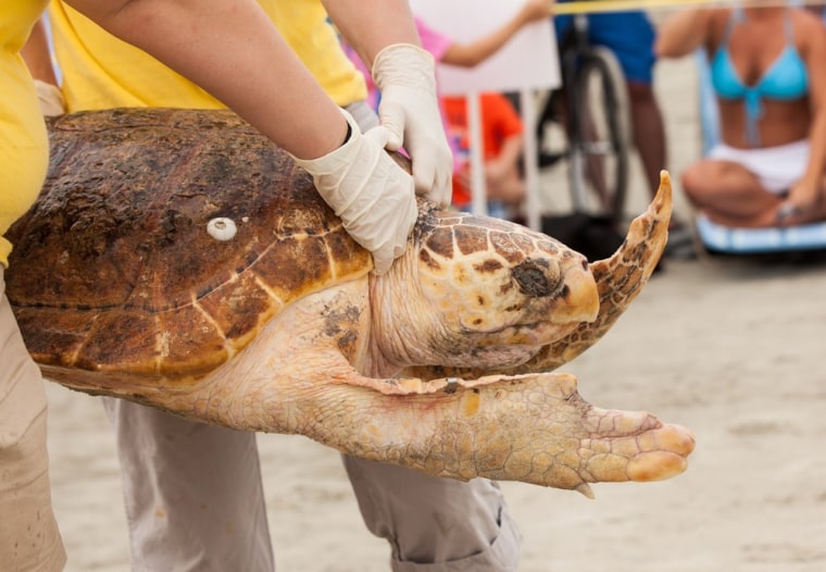Volunteers from the South Carolina Aquarium release a rehabilitated Loggerhead Sea Turtle.