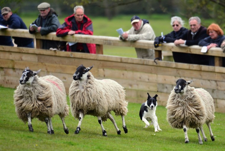 A sheepdog works in the auction ring as buyers look on at Skipton Auction Mart on Friday, May 18.
