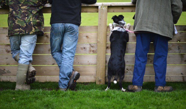A sheepdog watches another dog in the auction ring as it waits its turn to be auctioned at Skipton Auction Mart.