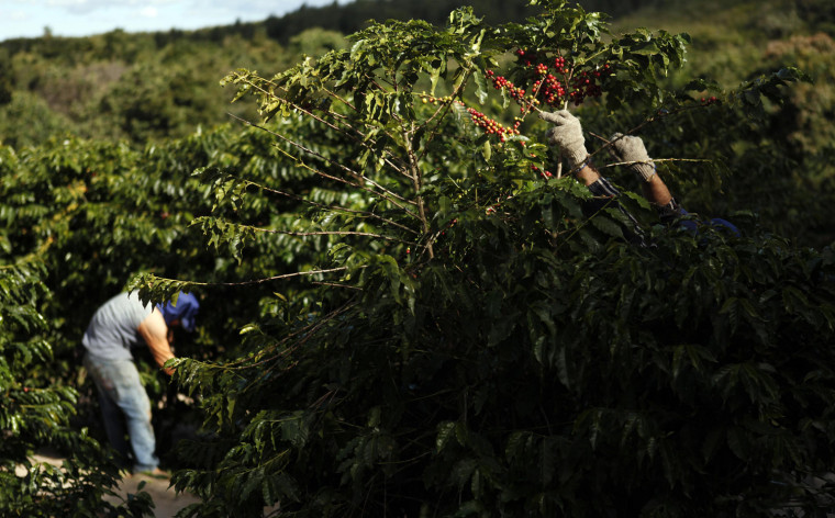 Forecasters Say Weather In Brazil To Be Easier On Coffee Crop Than Last ...