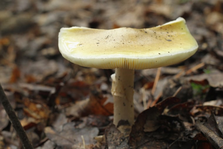 dog ate mushroom reddit