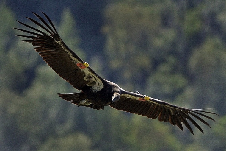 A 2-year old male California condor soars in the Ventana Wilderness Sanctuary in April 2001 near Big Sur, Calif.