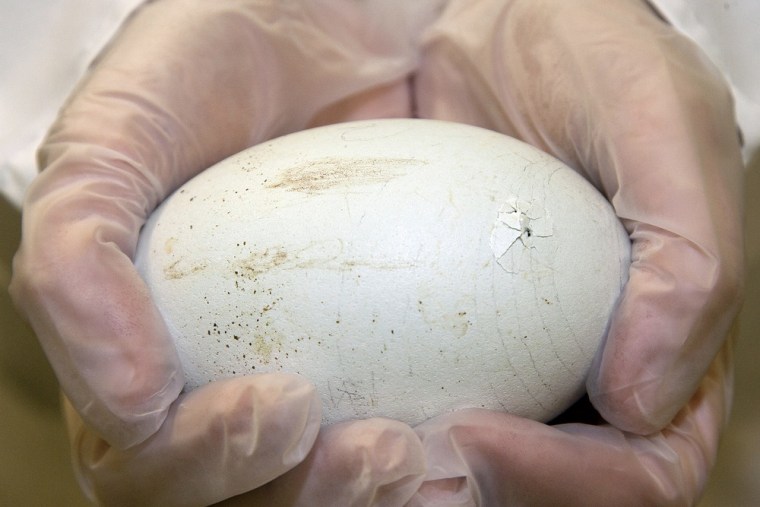 A California condor egg that was on the verge of hatching at the San Diego Zoo in March. Condor's typically lay one egg every two years in the wild.