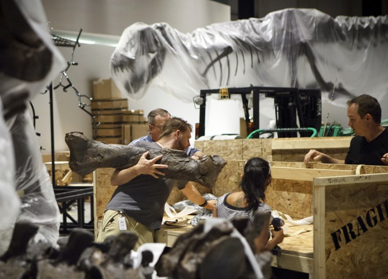 In a May 15, 2012 photo paleontologists from the Black Hills Institute of Geologic Research with the help of film industry prop artists install a T-Rex fossil skeleton in the new Hall of Paleontology at the Houston Museum of Natural Science Tuesday. The $85 million wing of the museum will have the only Triceratops skin found to date and a unique T-rex fossil with complete hands. The exhibit opens June 2.