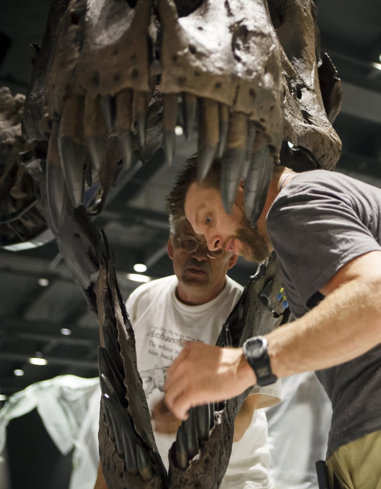 Director Pete Larson of the Black Hills Institute of Geologic Research, back, and artist Tomas Schneider, right, attach a Tyrannosaurus Rex fossil head into place in the new Hall of Paleontology at the Houston Museum of Natural Science Tuesday. The $85 million wing of the museum will have the only Triceratops skin found to date and a unique T-rex fossil with complete hands.
