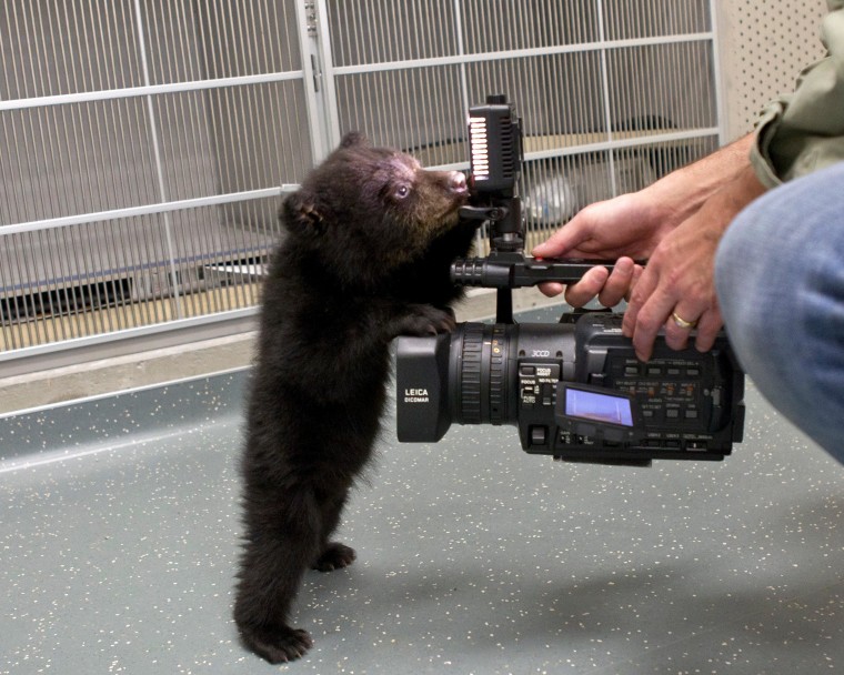 Hogging the spotlight: This little American black bear is definitely not camera shy!
