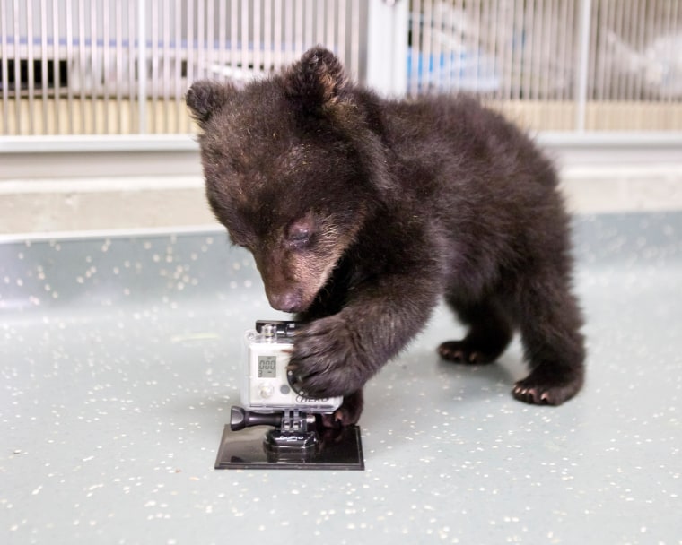 A future camerabear? The cub plays with a GoPro camera.