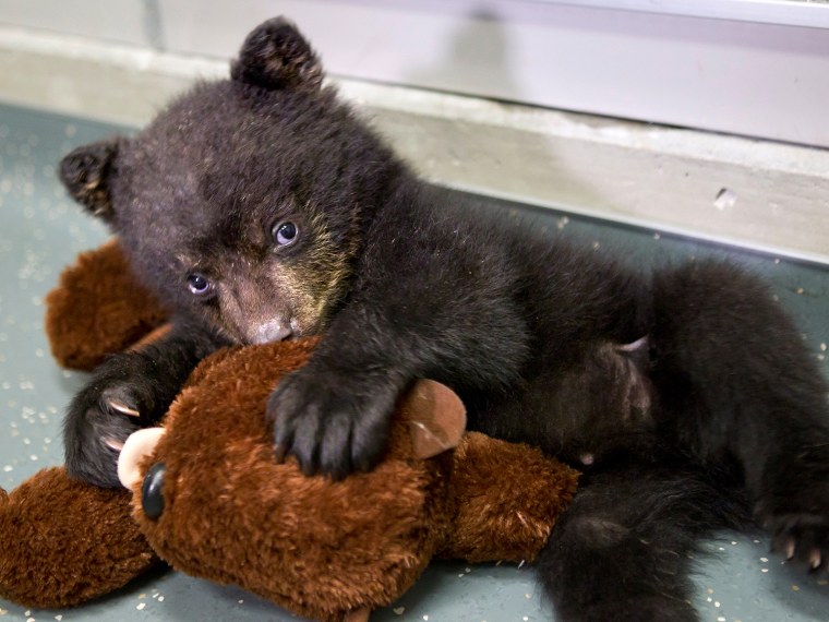 The young cub plays with a stuffed otter toy at the Oregon Zoo's veterinary medical center.