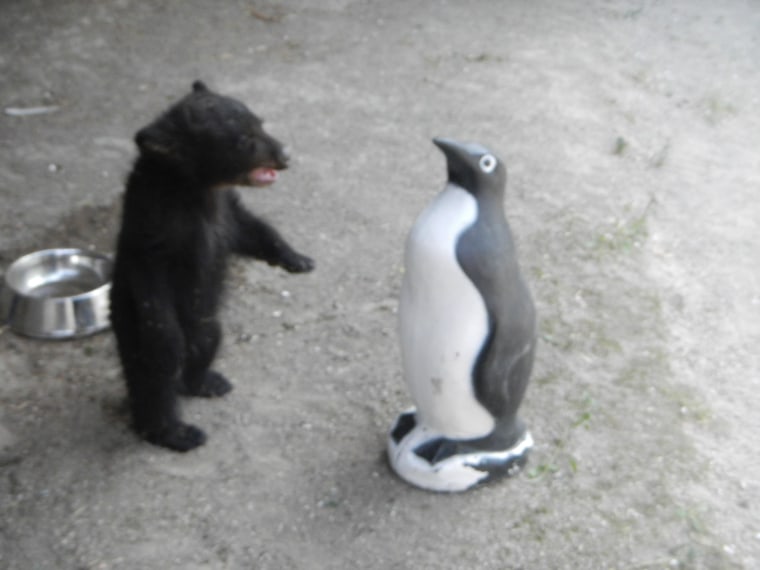 Bear versus plastic penguin: Who will win? Aldo practices his big bear growl on the fake bird.