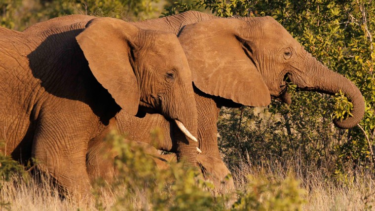 These elephants have some protection inside South Africa's Pilanesberg National Park but most across the continent are easy targets for poachers.