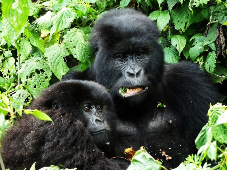 Mountain gorillas, Virunga National Park, Democratic Republic of the Congo