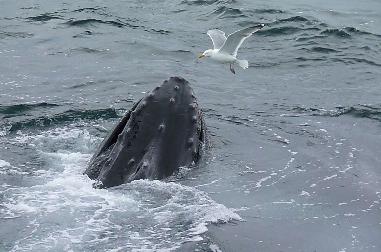 Seagull coming in for a landing on a humpback whale off the coast of  Provincetown, Mass.