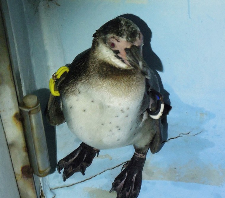Tokyo Sea Life Park's escaped Humboldt penguin, known only as number 337, was captured Thursday after two months roaming free in Tokyo Bay.