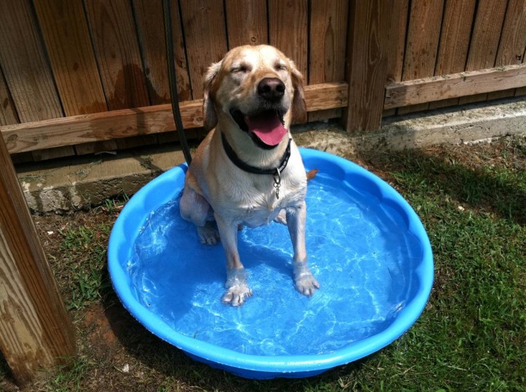 Sage cooling down in a puppy pool.