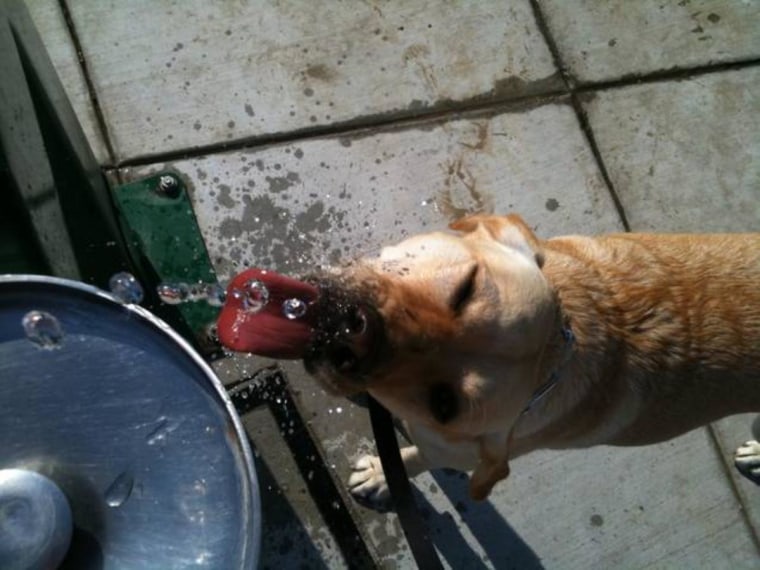 Lucy quenching her thirst at a water fountain.
