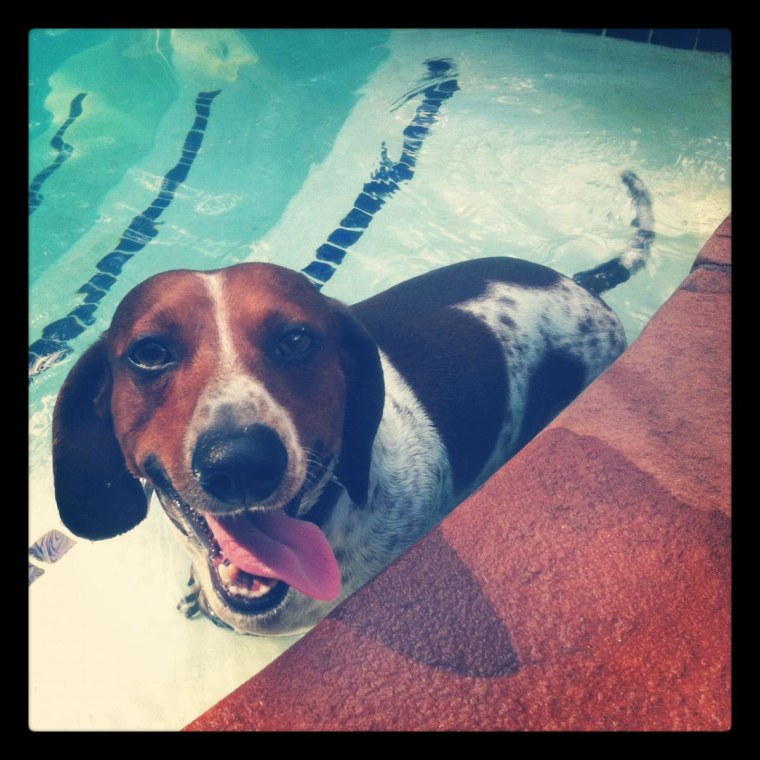 Peewee loves swimming in the Texas heat!