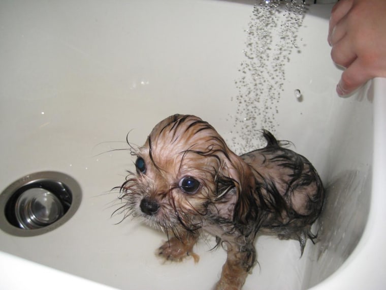Lexi's first bath. She loves to take them.