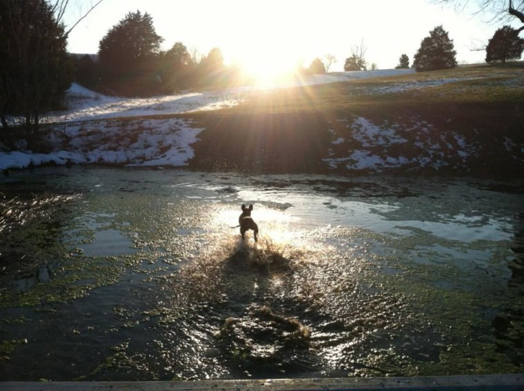 Loca loves to leap in this pond after a long run with her owner and sister.