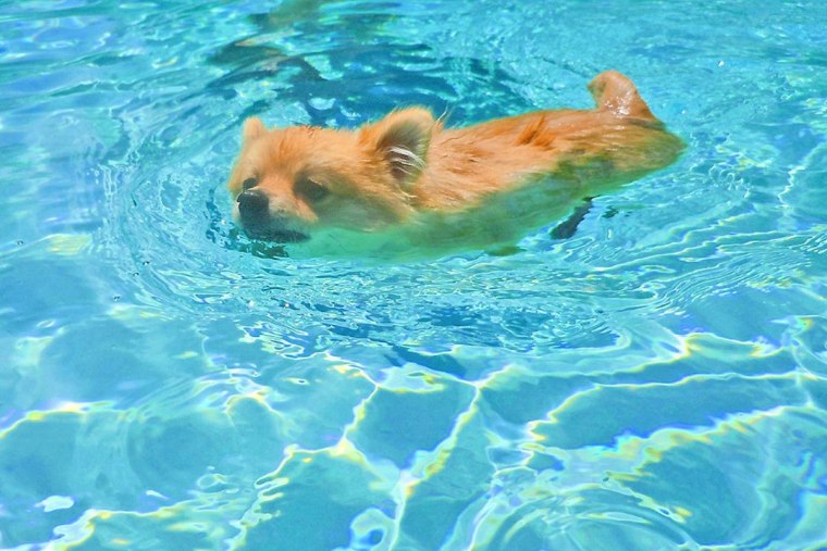 Ping the Pomeranian, who at 9 months old, surprised the whole family by jumping into the pool and swimming along with everyone!