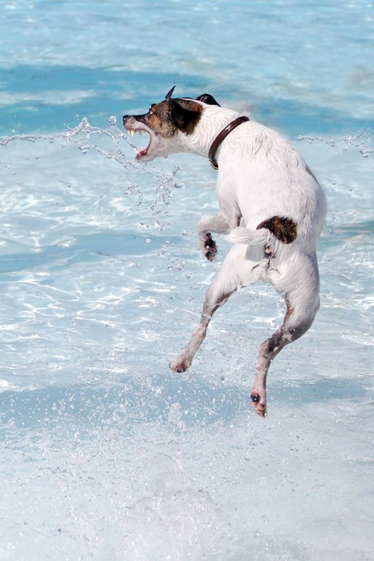 Blue, a Jack Russell terrier, is wild about the water!