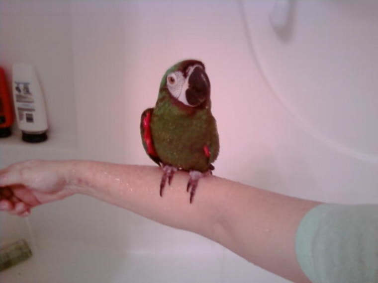 Giving a parrot from Project Perry a shower. Project Perry is an organization dedicated to the rescue, rehabilitation, adoption and sanctuary of parrots living in captivity.