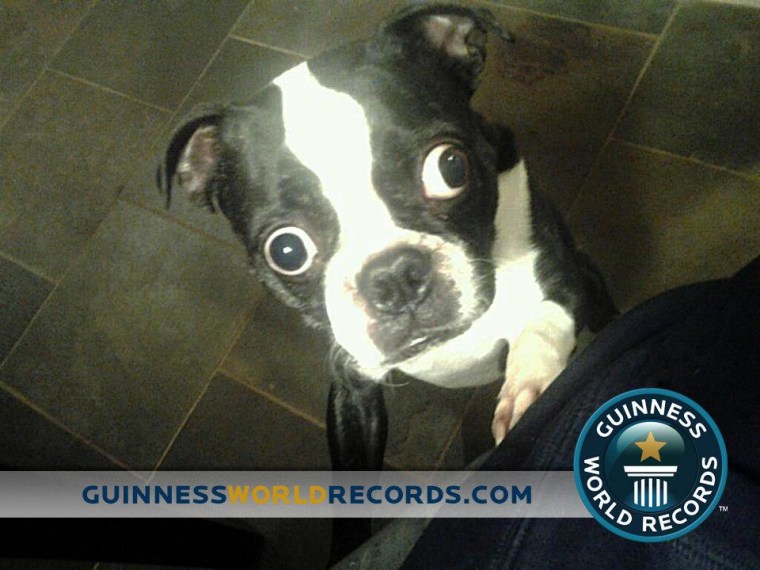Bruschi was adopted from a rescue center in 2009. Now he's a Guinness World Records title holder!