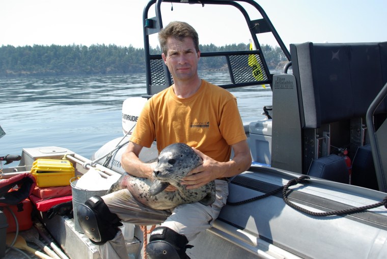 Peter Ross, seen here holding a harbor seal off southern Vancouver Island, is one of 75 staff losing their jobs with the closure of Canada's marine pollution program.
