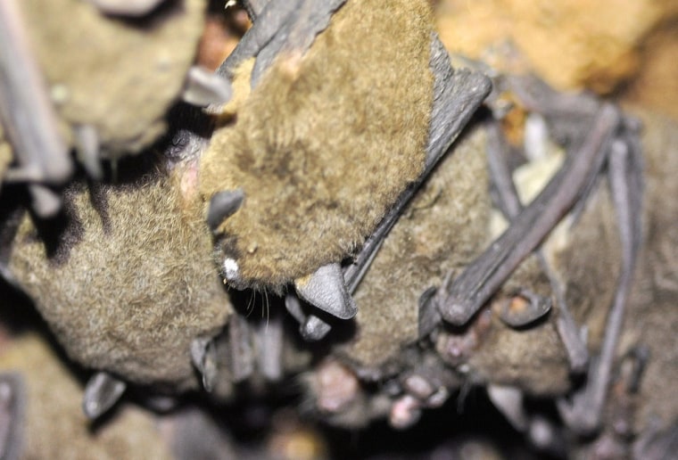White-nose syndrome is seen around the nose of a gray bat inside a cave in Montgomery County, Tenn.