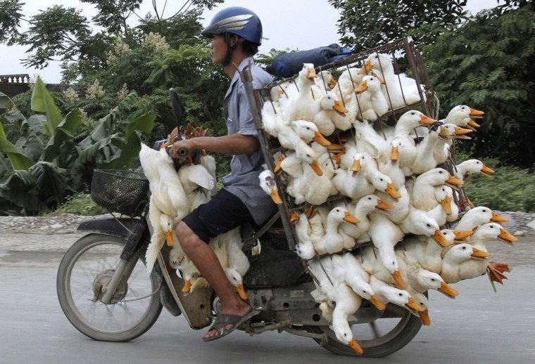 A man transports ducks on a motorcycle to a market in Nam Ha province, outside Hanoi in Vietnam on Thursday.