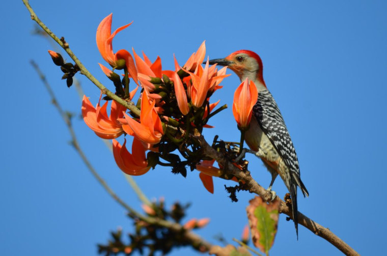 A red-bellied woodpecker at the Naples Botanical Gardens in Florida
