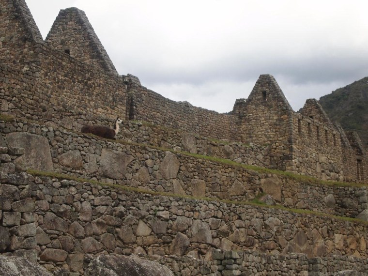 Llama keeps watch over Machu Picchu