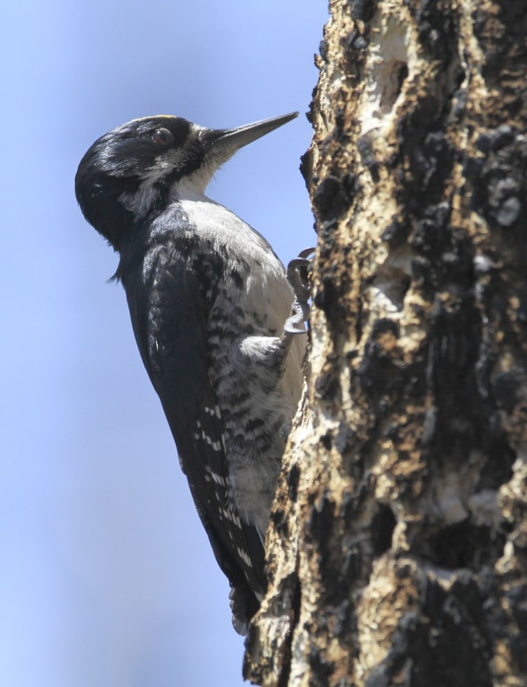 A rare male black-backed woodpecker near its nest in a dead tree on the edge of where the Angora fire burned near South Lake Tahoe, Calif.