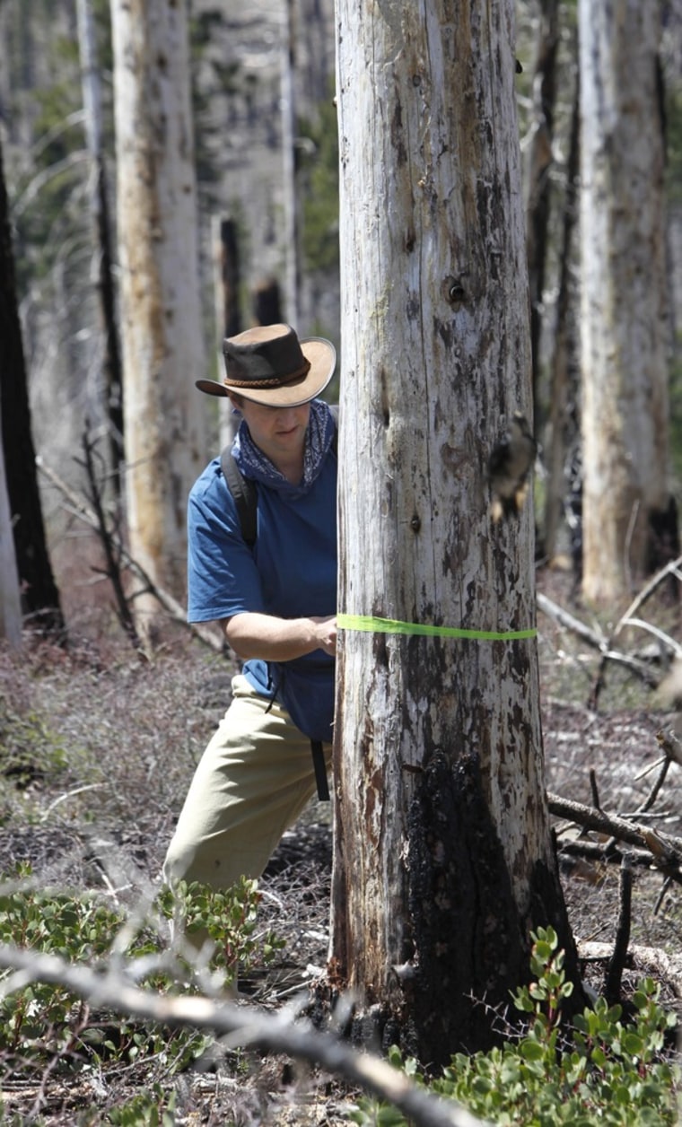 Chad Hanson, executive director of the John Muir Project, marks a tree, slated to be removed, that holds the nest and chicks of the rare black-backed woodpecker, at the site of the 2007 Angora fire near South Lake Tahoe.