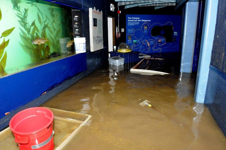 Staff members have been pumping water out of the aquarium's flooded areas around the clock.
