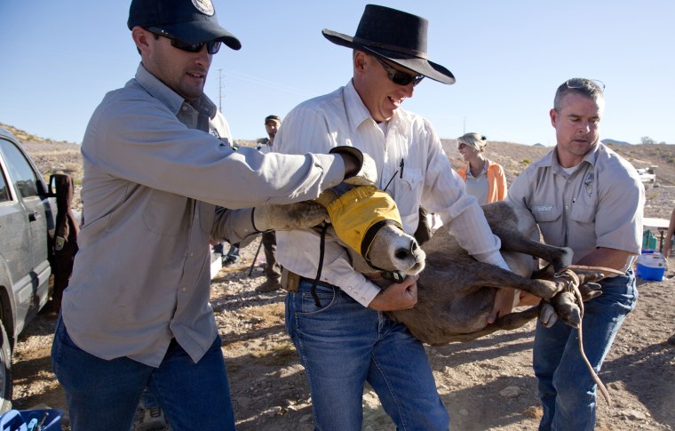 After examining a big horn sheep for injury and illness biologists from the Nevada Division of Wildlife carry the animal to a trailer for transport to Utah.