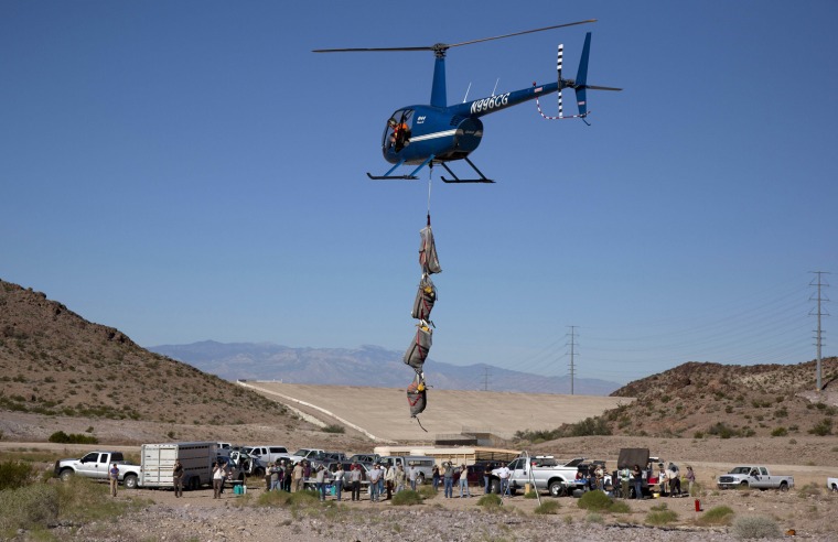 A helicopter gently lowers the animals to the ground for biologists to examine, near Henderson, Nev. In an attempt to help repopulate areas of southern Utah, fifty sheep from the River and Muddy mountains in southern Nevada are being captured for relocation to Grand Staircase National Monument.