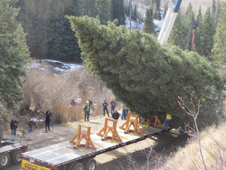 The Capitol Christmas Tree is harvested Friday at the White River National Forest.