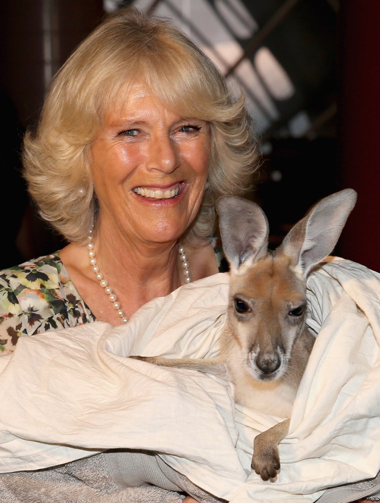 The Duchess of Cornwall holds a joey while visiting Longreach, Australia.