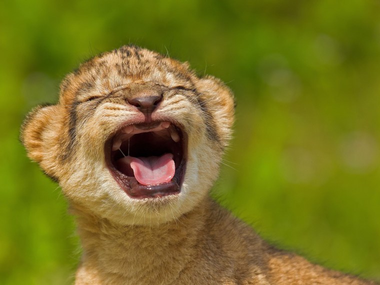 A lion cub at the Khao Kheow Open Zoo in Chonburi Province, Thailand gives the camera a good view of her gummy mouth.